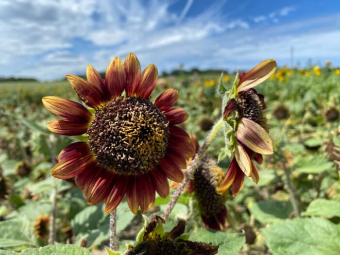 北海道の“ひまわり”といえばここは外せない！北竜町・ひまわりの里で夏のお花見を楽しもう_世界のひまわり