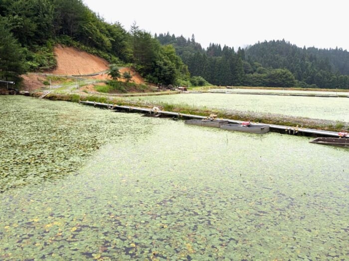 秋田・三種町の夏の風物詩！箱に乗ってじゅんさい摘み採り体験に挑戦