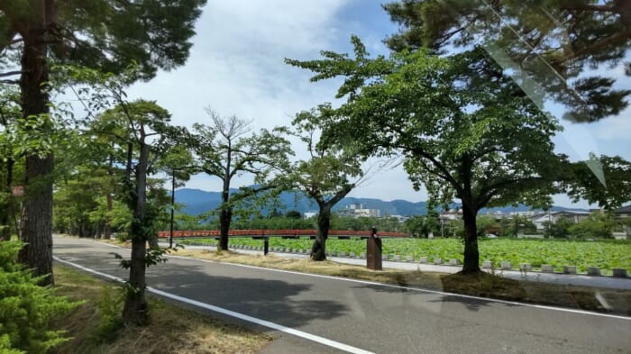 東洋一の蓮が広がる　新潟県上越市にある高田城址公園はまさに緑のオアシス