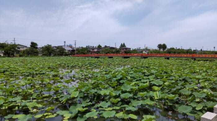 東洋一の蓮が広がる　新潟県上越市にある高田城址公園はまさに緑のオアシス