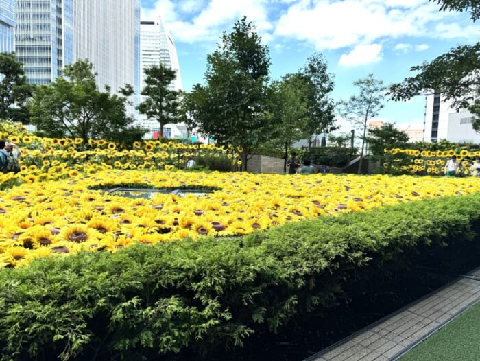 高層ビルに咲く満開のひまわりを見に行こう！大名古屋ビルヂング夏の風物詩「ひまわりスカイガーデン」