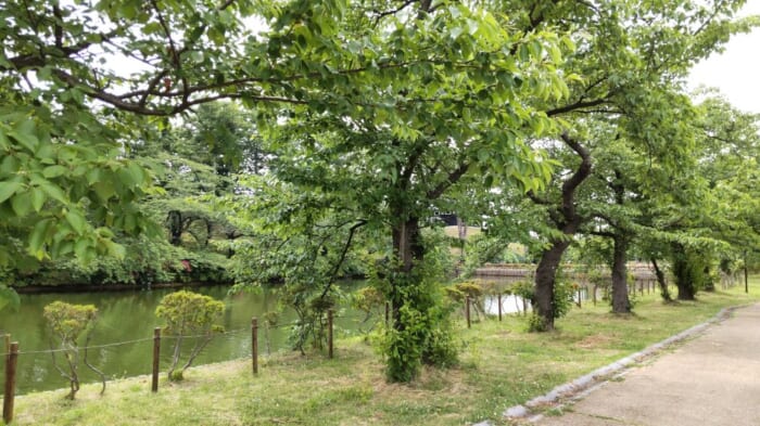 東洋一の蓮が広がる　新潟県上越市にある高田城址公園はまさに緑のオアシス