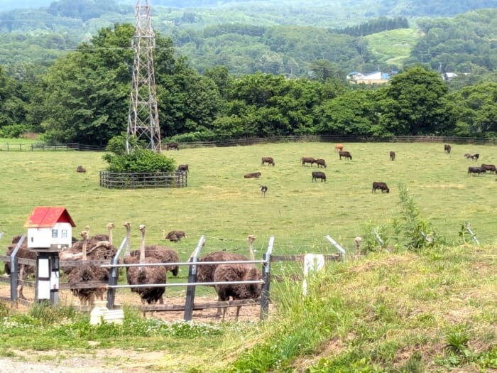 サイクリングで観光する夏のニセコ！レンタルするならe-Bikeがおすすめ_ニセコ第二有島だちょう牧場