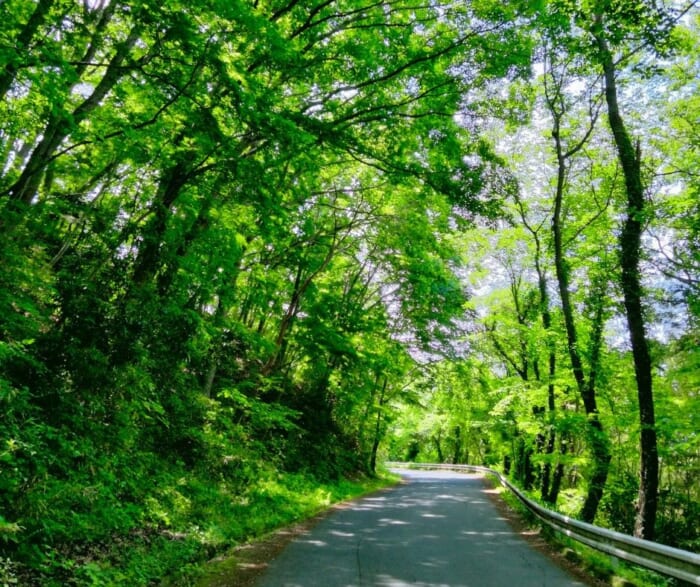 秩父の「隠れた龍神スポット」善女龍王神社・雷電神社―珍しいパワースポット＆龍神好きにおススメ