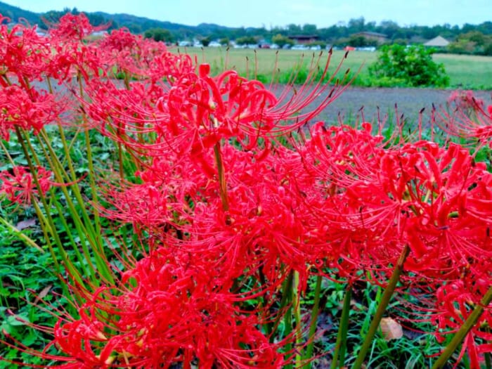 この秋オススメの開運パワースポット「高麗神社」と巾着田の曼珠沙華の異世界