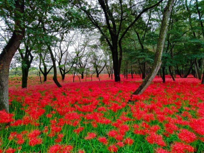 この秋オススメの開運パワースポット「高麗神社」と巾着田の曼珠沙華の異世界