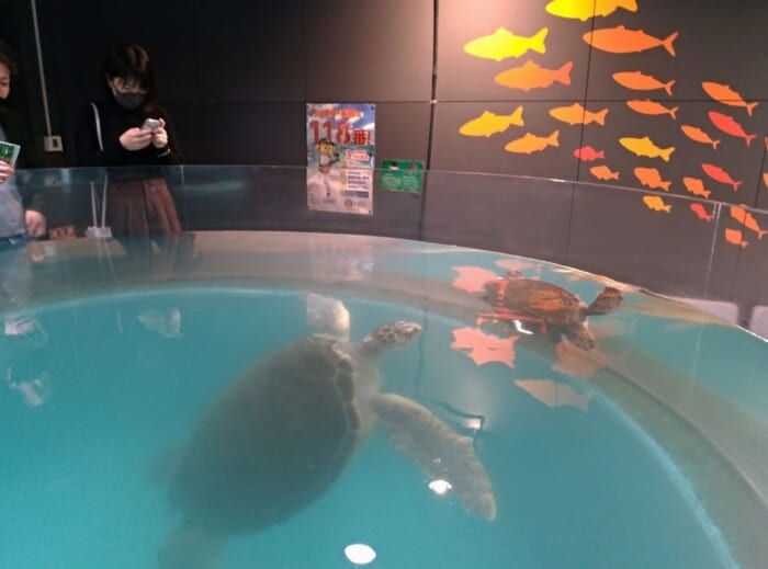 廃校小学校が水族館に変身！高知「むろと廃校水族館」のユニークな展示