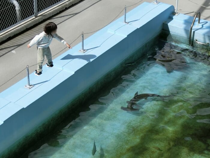 廃校小学校が水族館に変身！高知「むろと廃校水族館」のユニークな展示