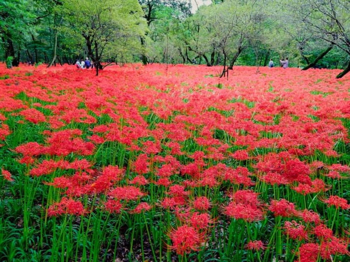 この秋オススメの開運パワースポット「高麗神社」と巾着田の曼珠沙華の異世界