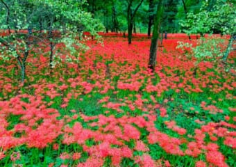 この秋オススメの開運パワースポット「高麗神社」と巾着田の曼珠沙華の異世界