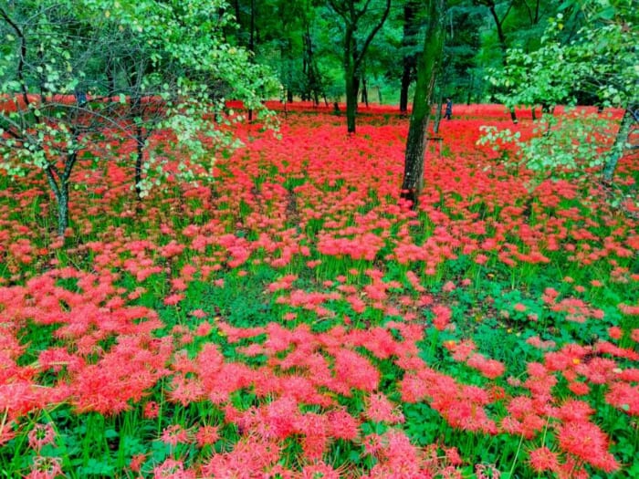 この秋オススメの開運パワースポット「高麗神社」と巾着田の曼珠沙華の異世界