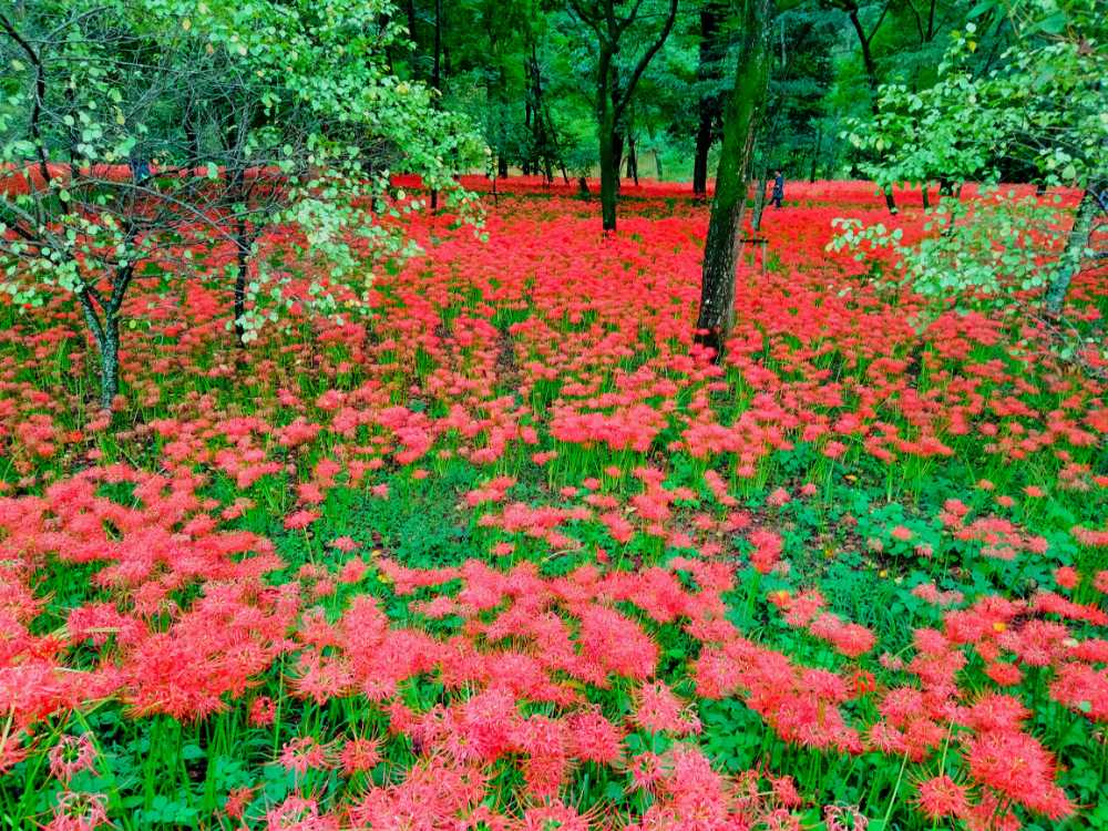 この秋オススメの開運パワースポット「高麗神社」と巾着田の曼珠沙華の異世界