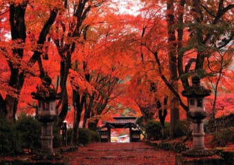 関西の秋は丹波篠山から！城下町で秋の味覚と、大丹波の紅葉スポットを探す旅