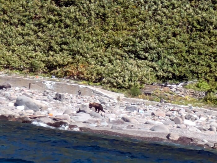 岸に野生のヒグマを発券_目の前にヒグマの姿も! 海から見る世界自然遺産「知床岬クルーズヒグマウォッチング」レポート