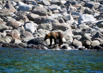 ガリガリのヒグマ_野生のヒグマ_目の前にヒグマの姿も! 海から見る世界自然遺産「知床岬クルーズヒグマウォッチング」レポート