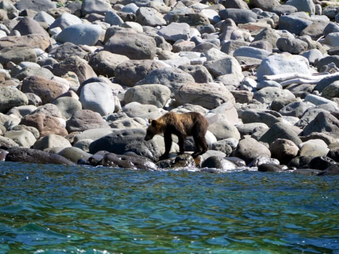 ガリガリのヒグマ_野生のヒグマ_目の前にヒグマの姿も! 海から見る世界自然遺産「知床岬クルーズヒグマウォッチング」レポート