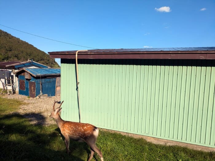 野生のエゾシカ_目の前にヒグマの姿も! 海から見る世界自然遺産「知床岬クルーズヒグマウォッチング」レポート