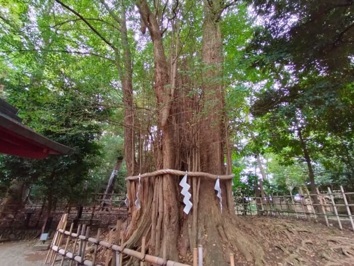 西東京の最強パワースポット「大國魂神社」は願いごとが叶いやすいらしい！？