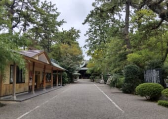 徳川家康も度々参拝に訪れた浜松八幡宮　彼を救った楠木とは？開運スポットとしても人気です