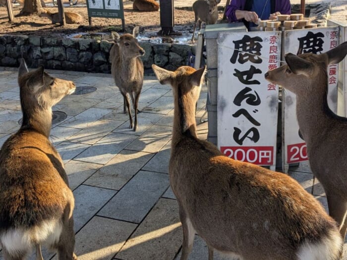 紅葉の季節到来！奈良の鹿、どこで見る？独断と偏見で奈良公園エリアごとの特徴をご紹介！