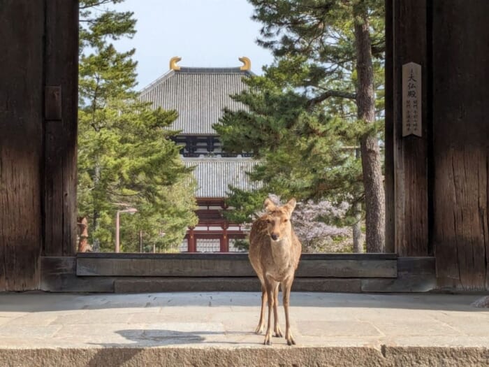 紅葉の季節到来！奈良の鹿、どこで見る？独断と偏見で奈良公園エリアごとの特徴をご紹介！