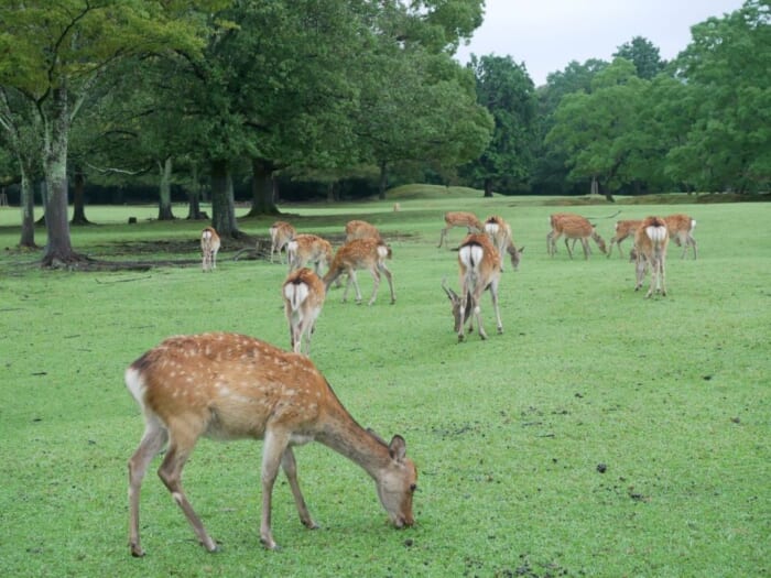 紅葉の季節到来！奈良の鹿、どこで見る？独断と偏見で奈良公園エリアごとの特徴をご紹介！