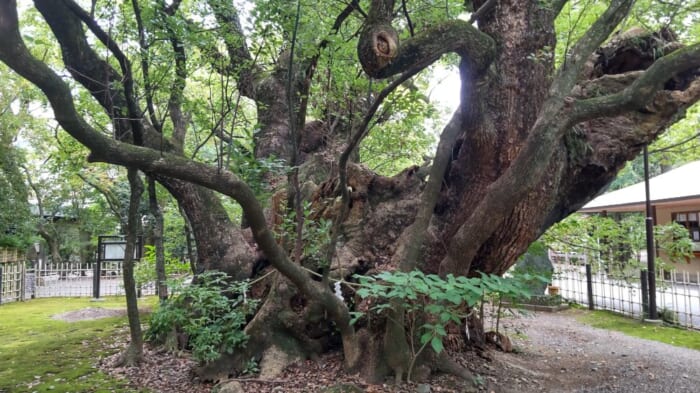 徳川家康も度々参拝に訪れた浜松八幡宮　彼を救った楠木とは？開運スポットとしても人気です