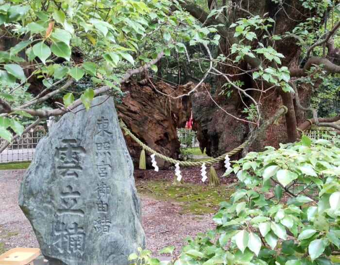 徳川家康も度々参拝に訪れた浜松八幡宮　彼を救った楠木とは？開運スポットとしても人気です