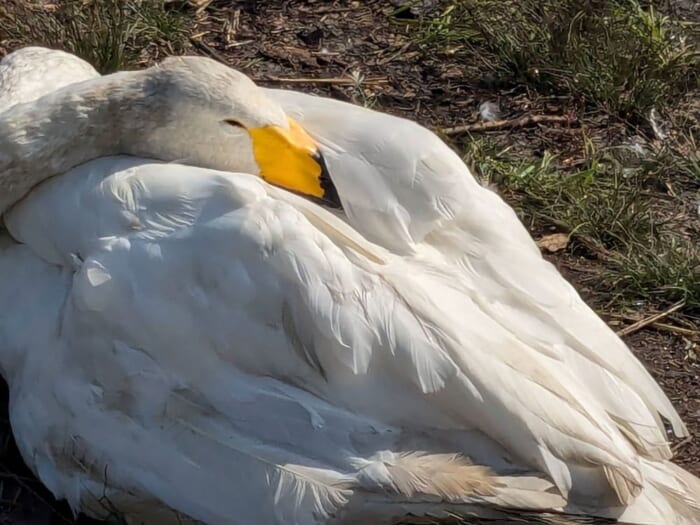 渡り鳥と湖に癒される！ラムサール条約登録の「ウトナイ湖」で野鳥と道の駅を満喫