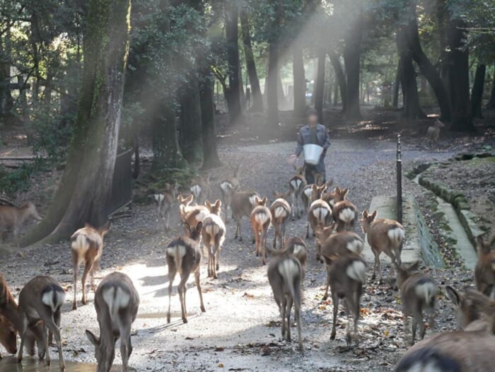 紅葉の季節到来！奈良の鹿、どこで見る？独断と偏見で奈良公園エリアごとの特徴をご紹介！