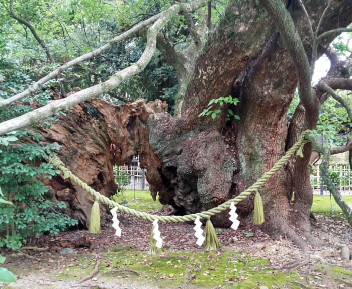 徳川家康も度々参拝に訪れた浜松八幡宮　彼を救った楠木とは？開運スポットとしても人気です