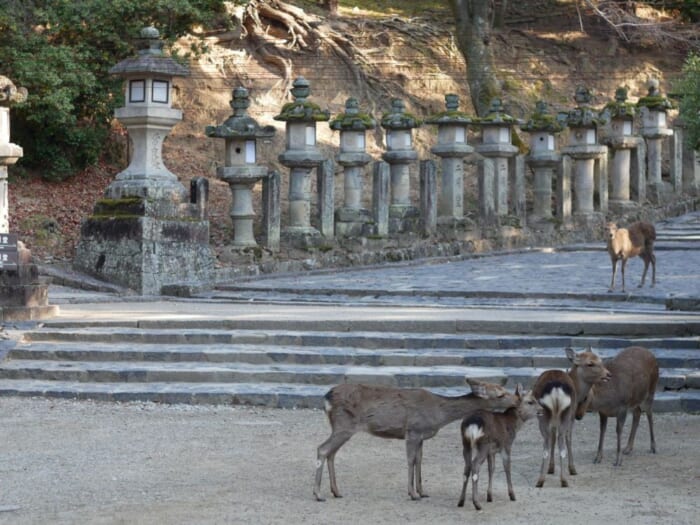 紅葉の季節到来！奈良の鹿、どこで見る？独断と偏見で奈良公園エリアごとの特徴をご紹介！