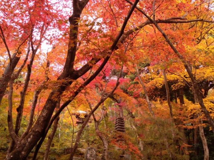 【京都紅葉スポット】有名どころに飽きたあなたにお勧め穴場4選