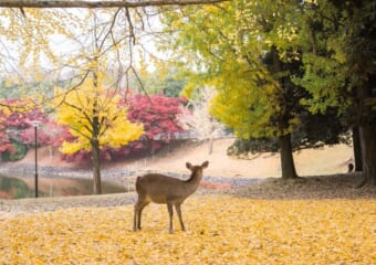 紅葉の季節到来！奈良の鹿、どこで見る？独断と偏見で奈良公園エリアごとの特徴をご紹介！