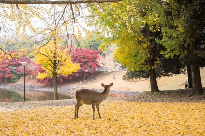 紅葉の季節到来！奈良の鹿、どこで見る？独断と偏見で奈良公園エリアごとの特徴をご紹介！