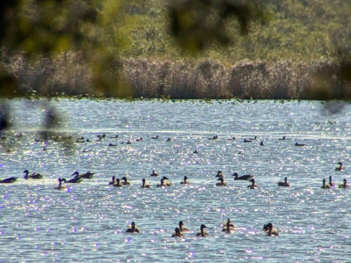 渡り鳥と湖に癒される！ラムサール条約登録の「ウトナイ湖」で野鳥と道の駅を満喫