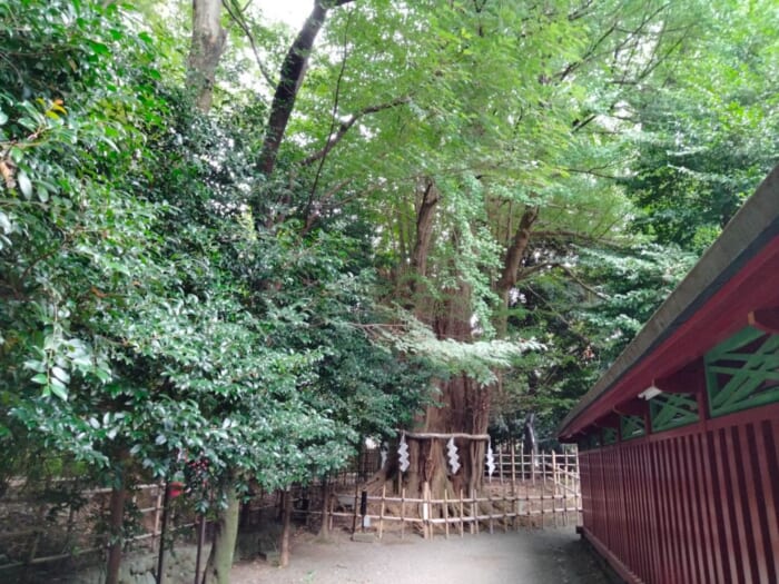 西東京の最強パワースポット「大國魂神社」は願いごとが叶いやすいらしい！？