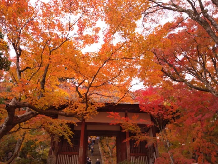 【京都紅葉スポット】有名どころに飽きたあなたにお勧め穴場4選