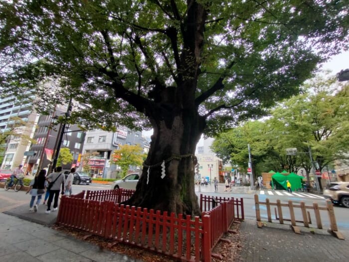 西東京の最強パワースポット「大國魂神社」は願いごとが叶いやすいらしい！？