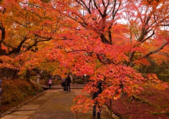 【京都紅葉スポット】有名どころに飽きたあなたにお勧め穴場4選