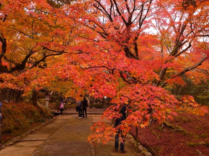 【京都紅葉スポット】有名どころに飽きたあなたにお勧め穴場4選