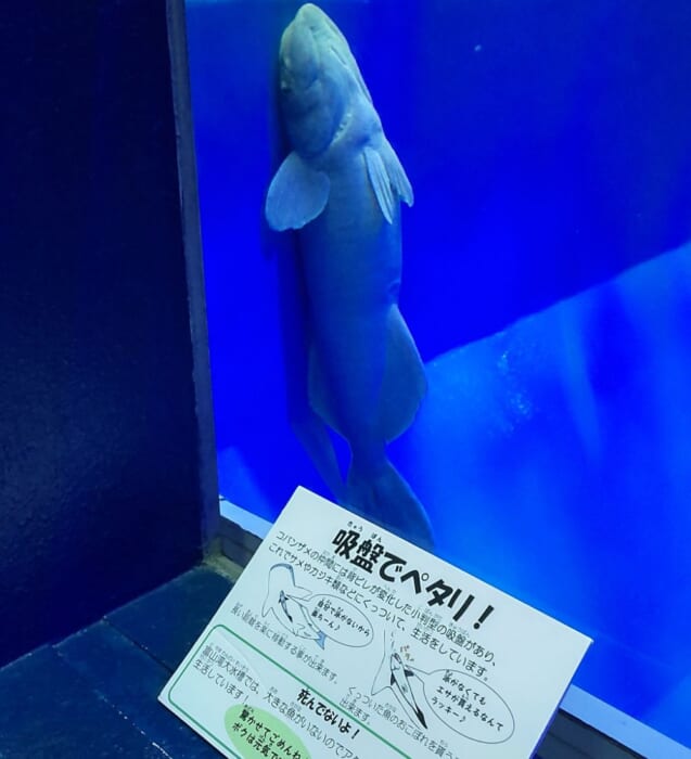 100年を超える歴史　日本最古の魚津水族館は展示が面白い！外観が古くても魅力たっぷりです！