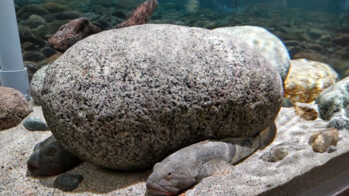 100年を超える歴史　日本最古の魚津水族館は展示が面白い！外観が古くても魅力たっぷりです！