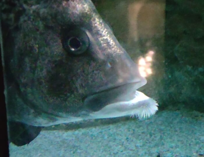 100年を超える歴史　日本最古の魚津水族館は展示が面白い！外観が古くても魅力たっぷりです！