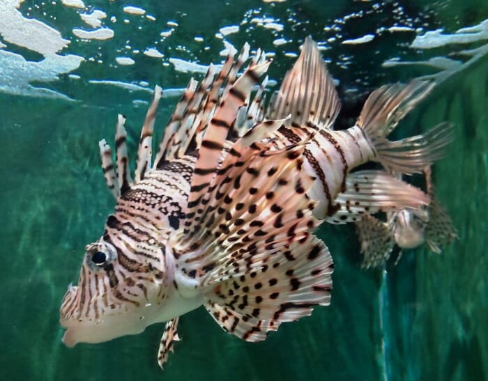 100年を超える歴史　日本最古の魚津水族館は展示が面白い！外観が古くても魅力たっぷりです！