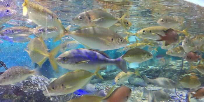 100年を超える歴史　日本最古の魚津水族館は展示が面白い！外観が古くても魅力たっぷりです！