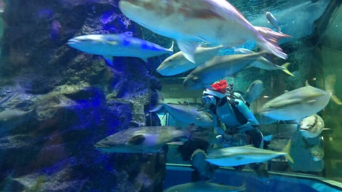 100年を超える歴史　日本最古の魚津水族館は展示が面白い！外観が古くても魅力たっぷりです！