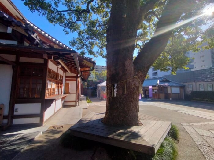 京都平安の面影を求めて巡礼―陰陽師の聖地・晴明神社＆空海ゆかりの龍神スポット・神泉苑