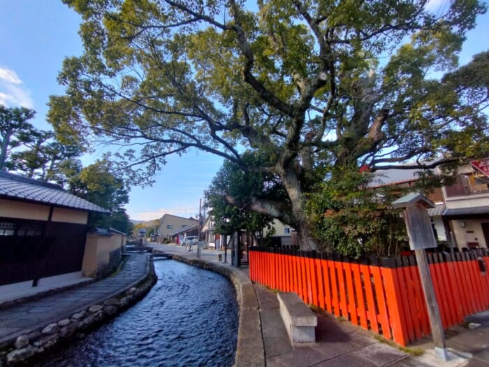 「光る君へ」聖地巡礼―紫式部も参拝した京都の守り神「上賀茂神社」＆「大田神社」