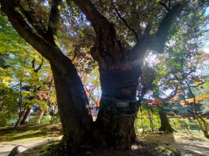 「光る君へ」聖地巡礼―紫式部も参拝した京都の守り神「上賀茂神社」＆「大田神社」